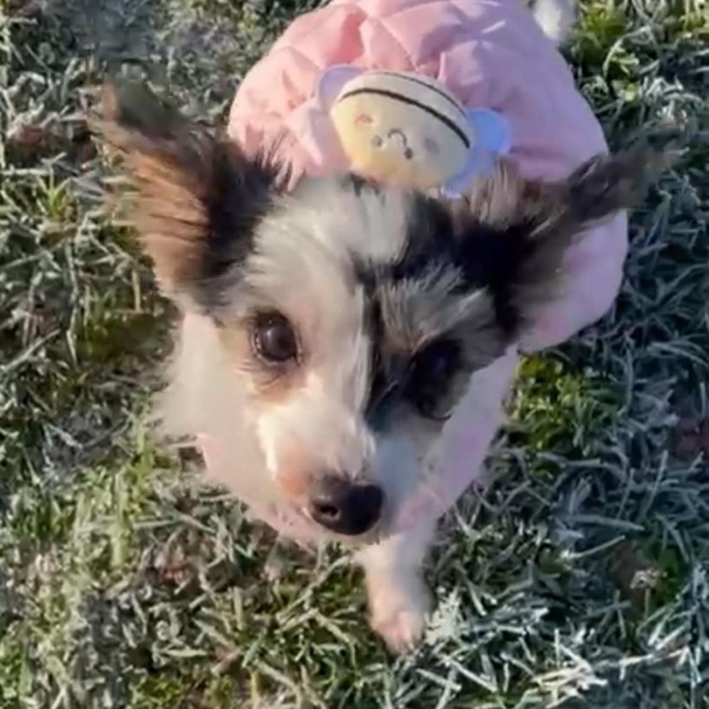 Biewer Yorkshire Terrier Diana, 06/2023, ca. 18 cm, 35096 Wenkbach