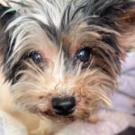 Biewer Yorkshire Terrier Diana, 06/2023, ca. 18 cm, 35096 Wenkbach