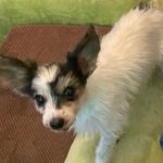 Biewer Yorkshire Terrier Diana, 06/2023, ca. 18 cm, 35096 Wenkbach