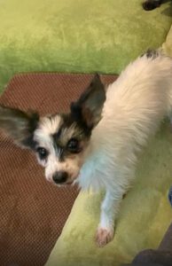 Biewer Yorkshire Terrier Diana, 06/2023, ca. 18 cm, 35096 Wenkbach