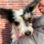 Biewer Yorkshire Terrier Diana, 06/2023, ca. 18 cm, 35096 Wenkbach