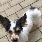 Biewer Yorkshire Terrier Diana, 06/2023, ca. 18 cm, 35096 Wenkbach