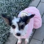 Biewer Yorkshire Terrier Diana, 06/2023, ca. 18 cm, 35096 Wenkbach