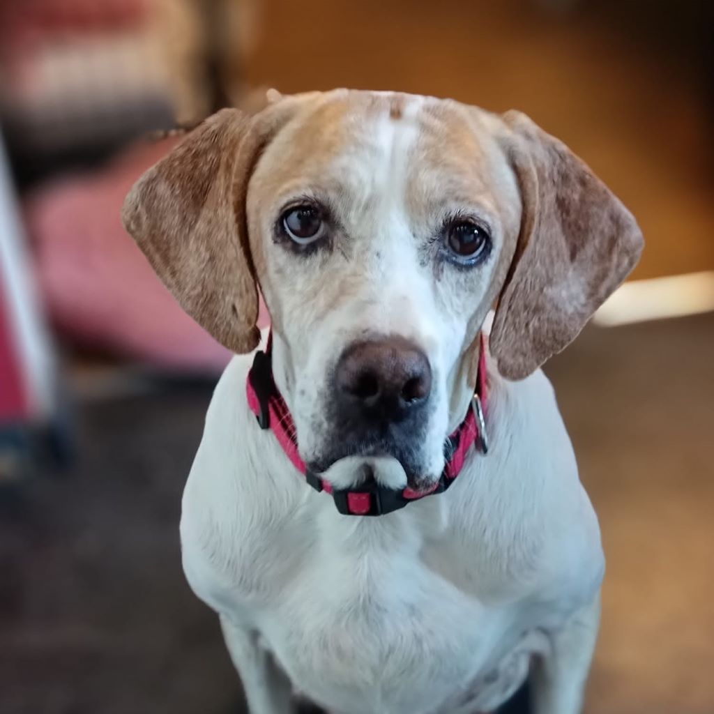 Pointer Mischling Diana, 02/2015, ca. 45 cm, 66346 Püttlingen