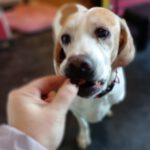 Pointer Mischling Diana, 02/2015, ca. 45 cm, 66346 Püttlingen