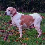 Pointer Mischling Diana, 02/2015, ca. 45 cm, 66346 Püttlingen