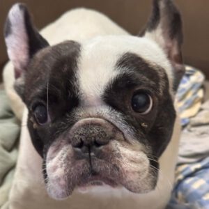 Franz. Bulldogge Diva, 11/2019, ca. 35 cm