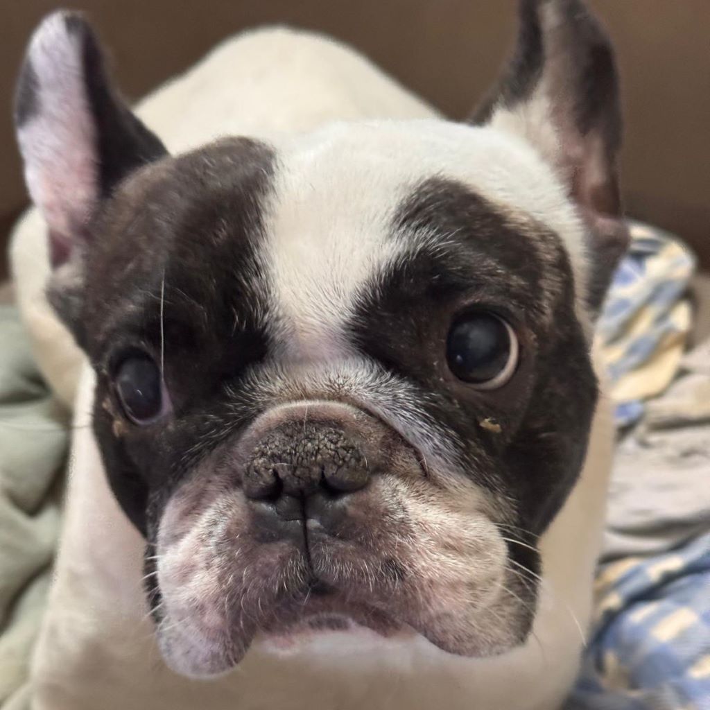 Franz. Bulldogge Diva, 11/2019, ca. 35 cm