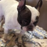 Franz. Bulldogge Diva, 11/2019, ca. 35 cm