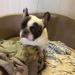 Franz. Bulldogge Diva, 11/2019, ca. 35 cm