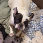 Franz. Bulldogge Diva, 11/2019, ca. 35 cm