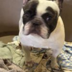 Franz. Bulldogge Diva, 11/2019, ca. 35 cm