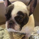 Franz. Bulldogge Diva, 11/2019, ca. 35 cm