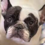 Franz. Bulldogge Diva, 11/2019, ca. 35 cm