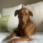 Podenco Domino, 04/2024, ca. 40 cm, 61267 Neu-Anspach