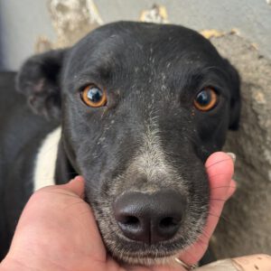 Mischling Ellie, 12/2024, ca. 45 cm