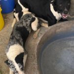 Mischling Ellie, 12/2024, ca. 45 cm