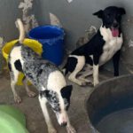 Mischling Ellie, 12/2024, ca. 45 cm