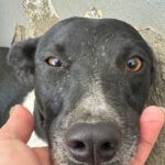 Mischling Ellie, 12/2024, ca. 45 cm