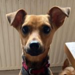 Pinscher Mischling Elsa, 02/2023, 35 cm