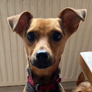 Pinscher Mischling Elsa, 02/2023, 35 cm