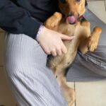 Pinscher Mischling Elsa, 02/2023, 35 cm