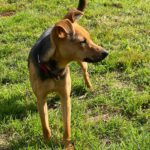 Pinscher Mischling Elsa, 02/2023, 35 cm