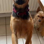 Pinscher Mischling Elsa, 02/2023, 35 cm