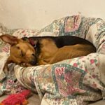 Pinscher Mischling Elsa, 02/2023, 35 cm