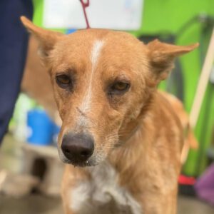 Podenco Enzo, 11/ 2021, ca. 45 cm