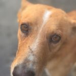 Podenco Enzo, 11/ 2021, ca. 45 cm