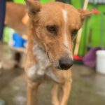 Podenco Enzo, 11/ 2021, ca. 45 cm