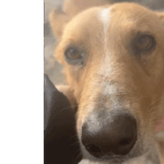 Podenco Enzo, 11/ 2021, ca. 45 cm