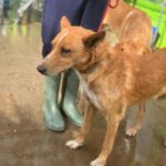 Podenco Enzo, 11/ 2021, ca. 45 cm