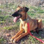 Malinois-Podenco-Mischling Eva, 02/2025, ca 55 cm