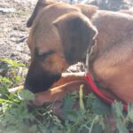 Malinois-Podenco-Mischling Eva, 02/2025, ca 55 cm