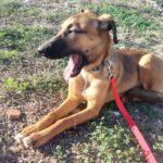 Malinois-Podenco-Mischling Eva, 02/2025, ca 55 cm