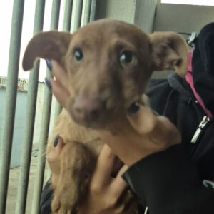 Mischling Fairy, 08/2025, ca. 35 cm