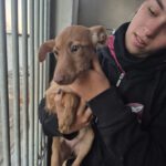 Mischling Fairy, 08/2025, ca. 35 cm