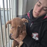 Mischling Fairy, 08/2025, ca. 35 cm