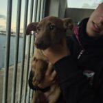 Mischling Fairy, 08/2025, ca. 35 cm