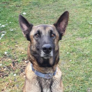 Malinois-Mischling Fearfull, 05/2023, ca. 65 cm, 86947 Weil