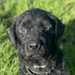 Wasserhund-Labrador-Mischling Flow, 01/2022, ca. 58 cm