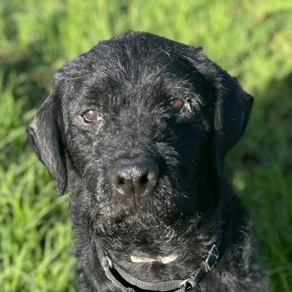 Wasserhund-Labrador-Mischling Flow, 01/2022, ca. 58 cm