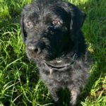 Wasserhund-Labrador-Mischling Flow, 01/2022, ca. 58 cm