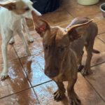 Podenco Maneto Frank, 11/2023, ca. 35 cm