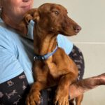 Podenco Maneto Frank, 11/2023, ca. 35 cm