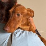 Podenco Maneto Frank, 11/2023, ca. 35 cm