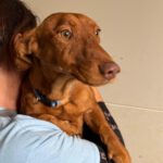 Podenco Maneto Frank, 11/2023, ca. 35 cm