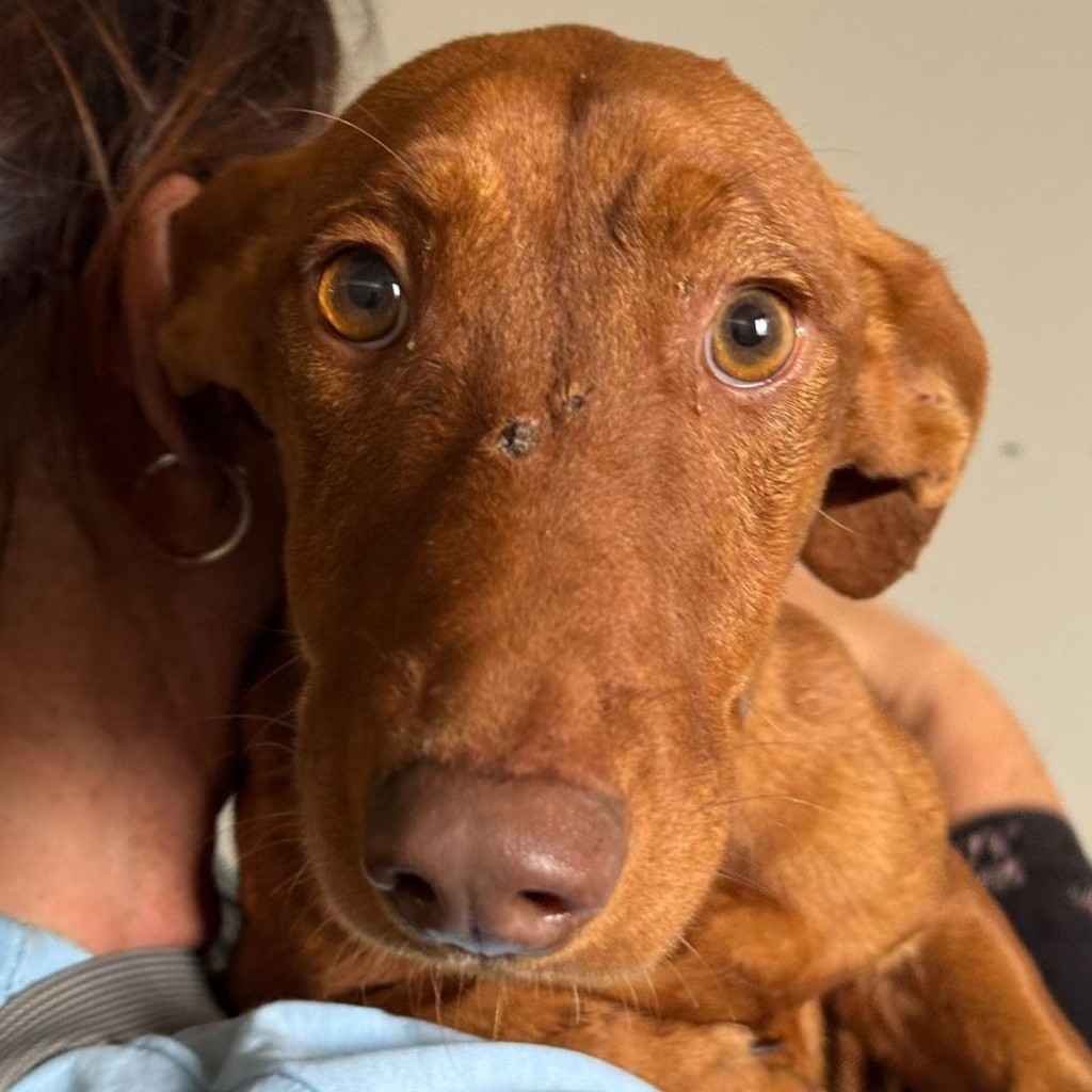 Podenco Maneto Frank, 11/2023, ca. 35 cm